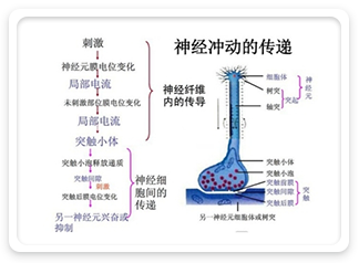 对神经的作用原理